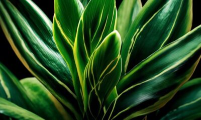 ideal plants for low light