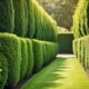 shrubs for privacy oasis