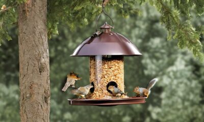 squirrel proof bird feeder recommendations