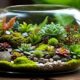 terrarium plant guide for miniature gardens