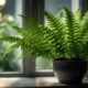 thriving houseplants for low light