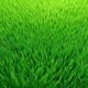top rated lawn fertilizers for a vibrant and thriving grass