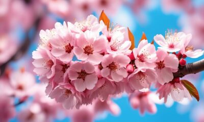 transform your garden with flowering trees