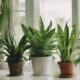 apartment friendly plants for life