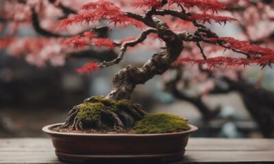 bonsai gardening tree selection