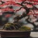 bonsai gardening tree selection