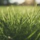 drought tolerant grass varieties