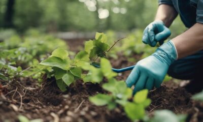 eradicating poison ivy effectively