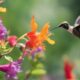flowers for hummingbird attraction