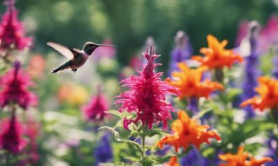hummingbird friendly plants for gardens