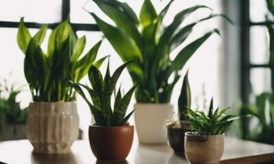 indoor low light plants