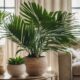 indoor palm plants guide
