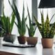 office plants for productivity