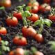 organic tomato fertilizers list