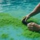 pool algae removal tips