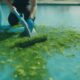removing algae from pool