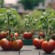 container gardening urban tomatoes