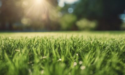 mowing heights for healthy lawn