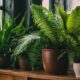 thriving indoor plants in shade