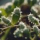 top insecticides for mealybugs