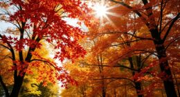 autumn leaf photography tips