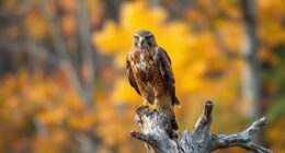 top telephoto lens picks